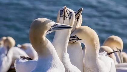 开云APP-球迷投票爆料：最具争议的裁判判罚瞬间，球员裁判