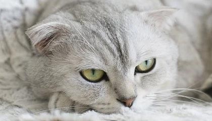 开云APP-球迷投票爆料：最具争议的裁判判罚瞬间，球员裁判