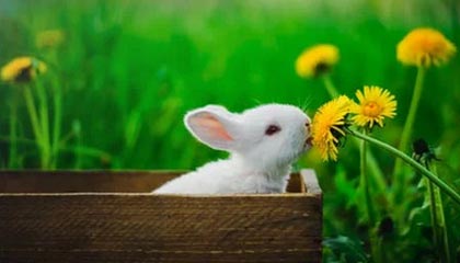 开云APP-球迷投票爆料：最具争议的裁判判罚瞬间，球员裁判